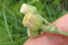 Erigeron primulifolius
