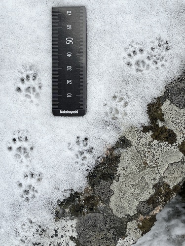 Bushy-tailed Woodrat, Lewis and Clark County, US-MT, US, photo 7 of 10