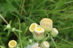 Erigeron primulifolius