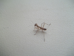 Mantis religiosa