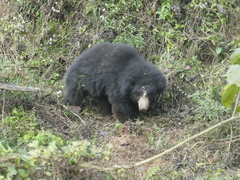 Melursus ursinus ursinus