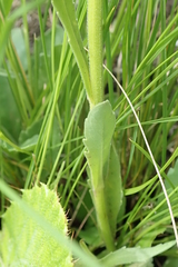 Erigeron primulifolius