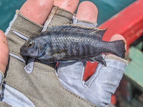 Bruine mbuna (Pseudotropheus fuscus) — Cichlidae
