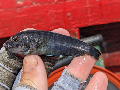 Brown mbuna (Pseudotropheus fuscus) — Cichlidae — 2