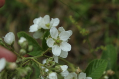 Rubus floribundus