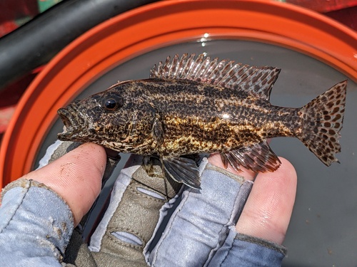 Polystigma (Nimbochromis polystigma) — Cichlidae — 2