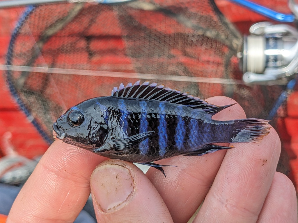Dwarf mbuna (Pseudotropheus minutus) — Cichlidae