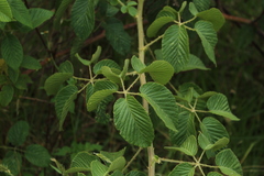 Rubus floribundus