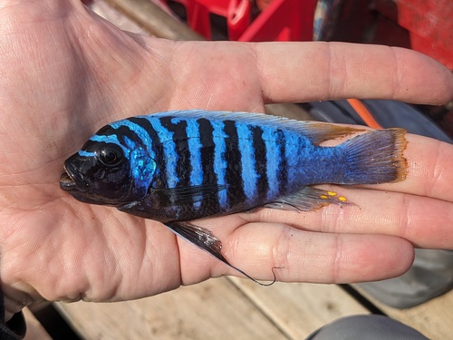 Blue mbuna (Maylandia zebra) — Cichlidae — 2