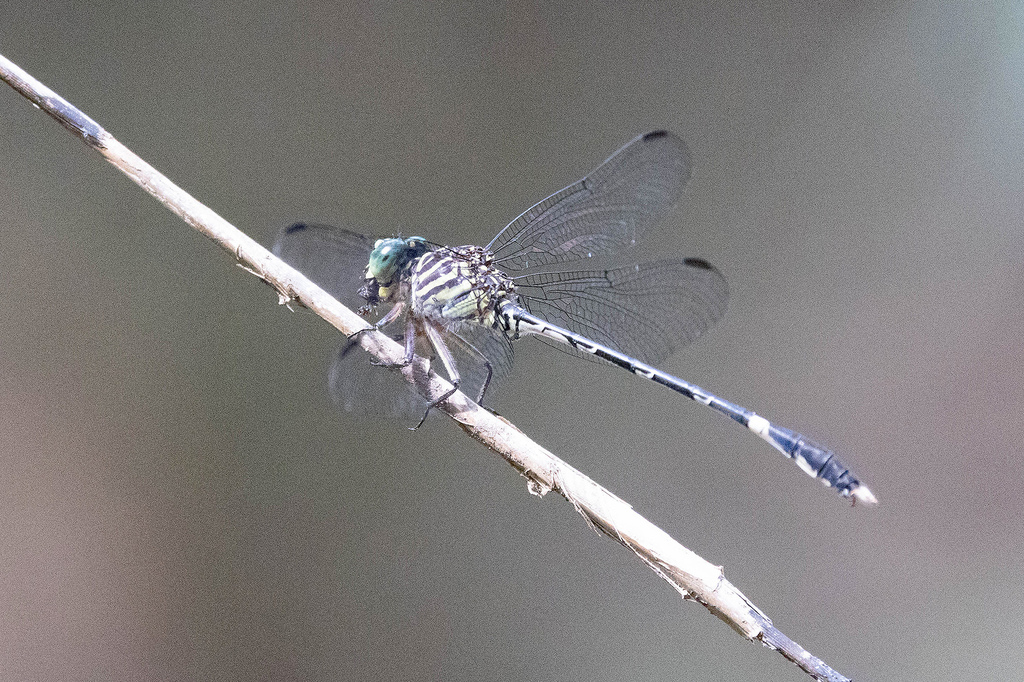Zonophora supratriangularis