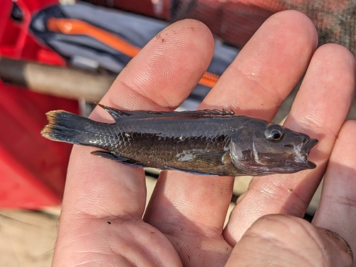 Blackfin mbuna (Melanochromis melanopterus) — Cichlidae — 2