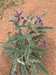 Solanum elaeagnifolium