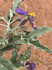 Solanum elaeagnifolium