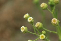 Erigeron laevigatus