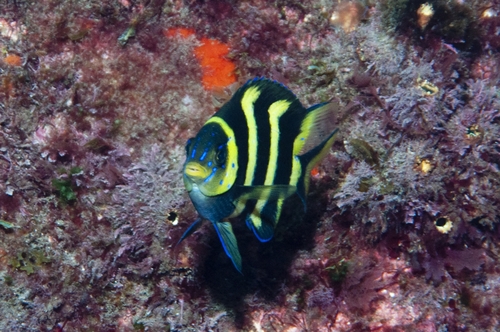 Kermadec scalyfin (Parma kermadecensis) — Pomacentridae — 3