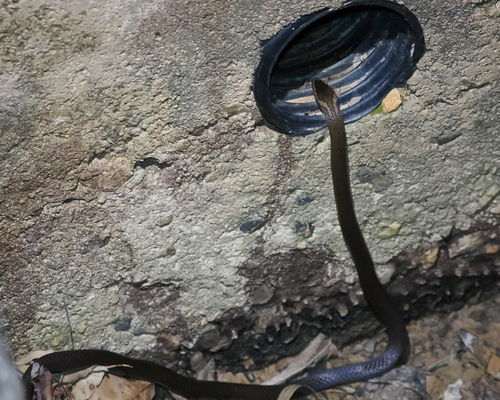 Golden-crowned Snake sighting