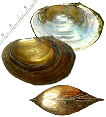 Sinanodonta schrenkii