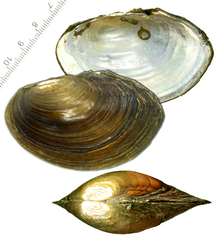 Sinanodonta schrenkii