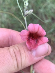 Sesamum triphyllum