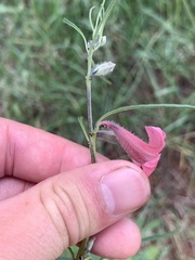 Sesamum triphyllum
