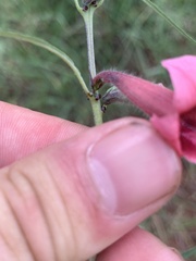 Sesamum triphyllum