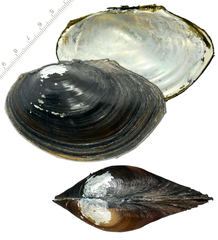 Sinanodonta schrenkii