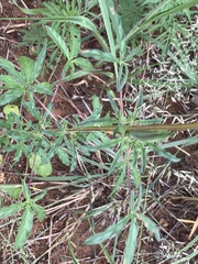 Sesamum triphyllum