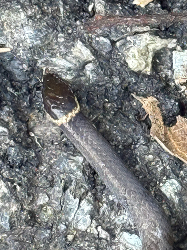 Southern Dwarf Crowned Snake sighting