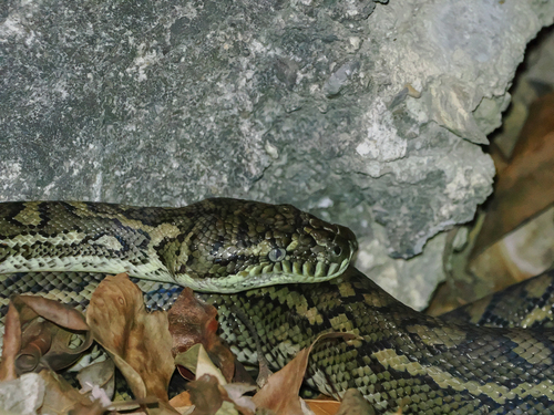 Coastal Carpet Python sighting