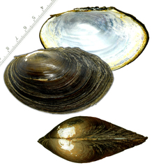 Sinanodonta schrenkii