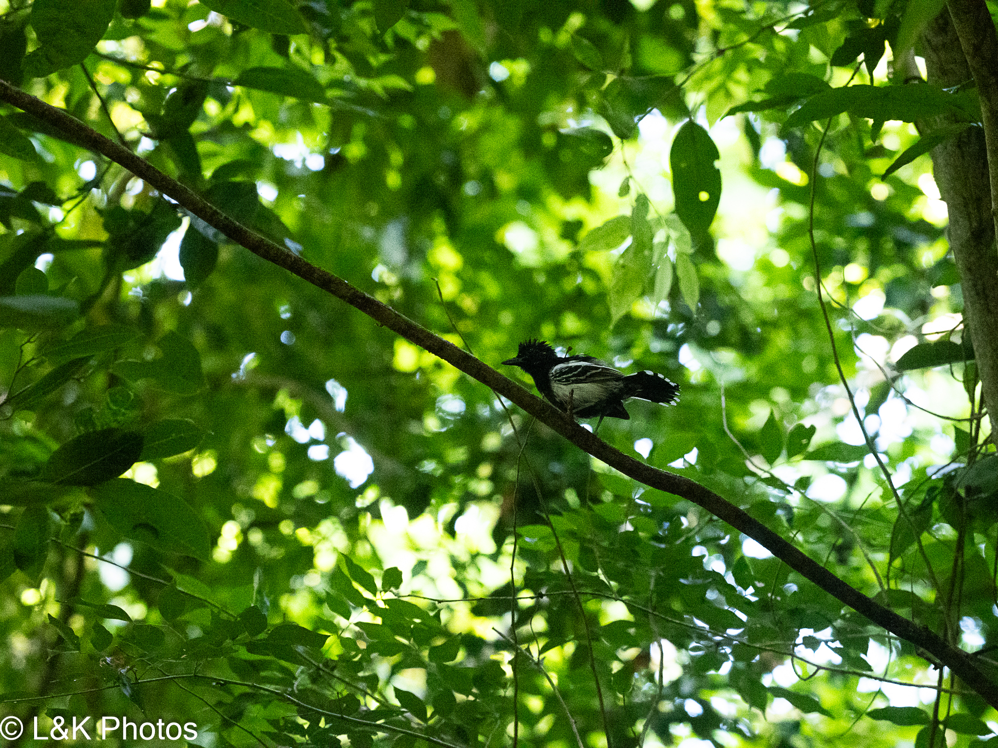 Black-backed Antshrike (Thamnophilus melanonotus), photo 5
