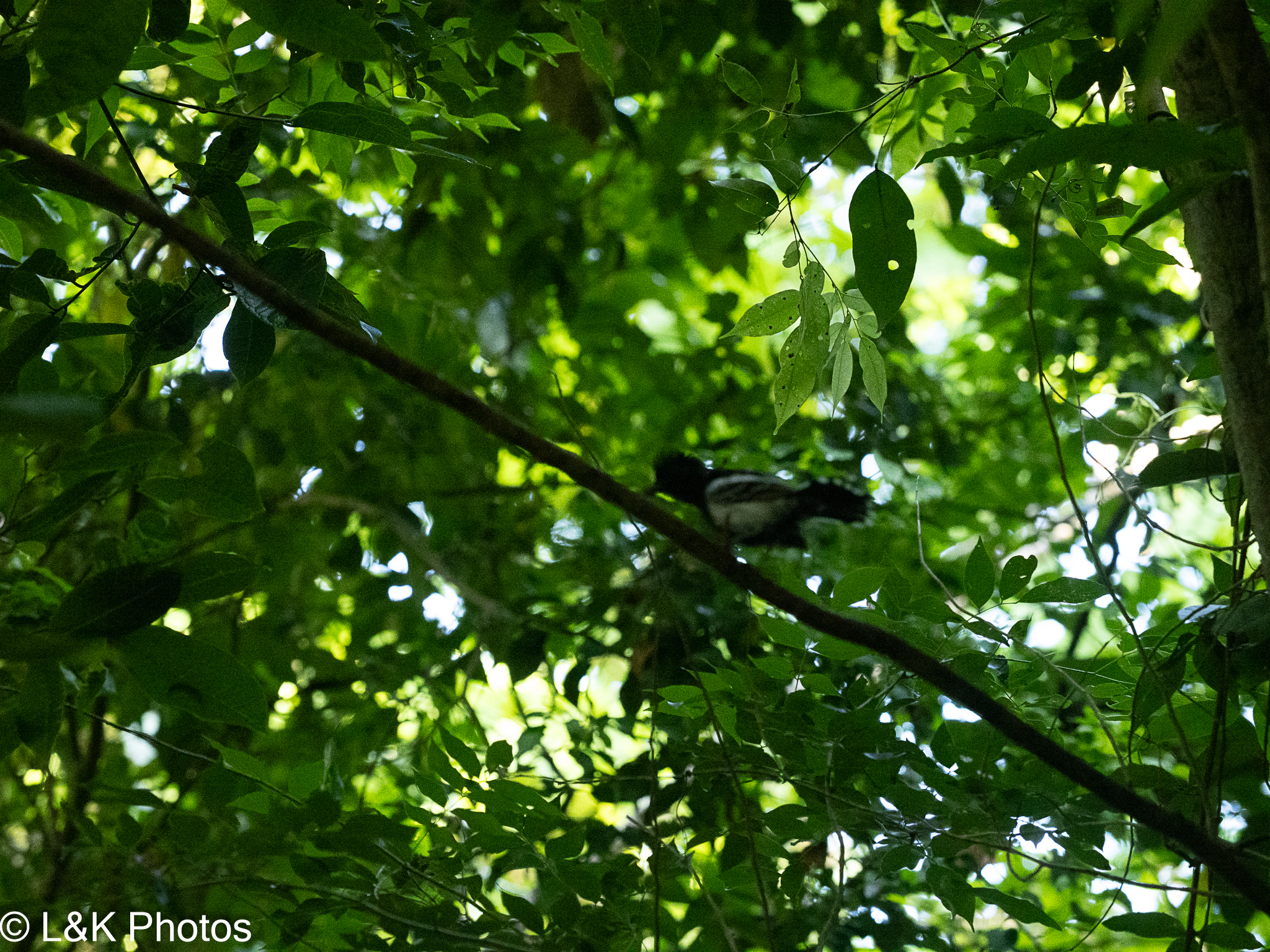 Black-backed Antshrike (Thamnophilus melanonotus), photo 6