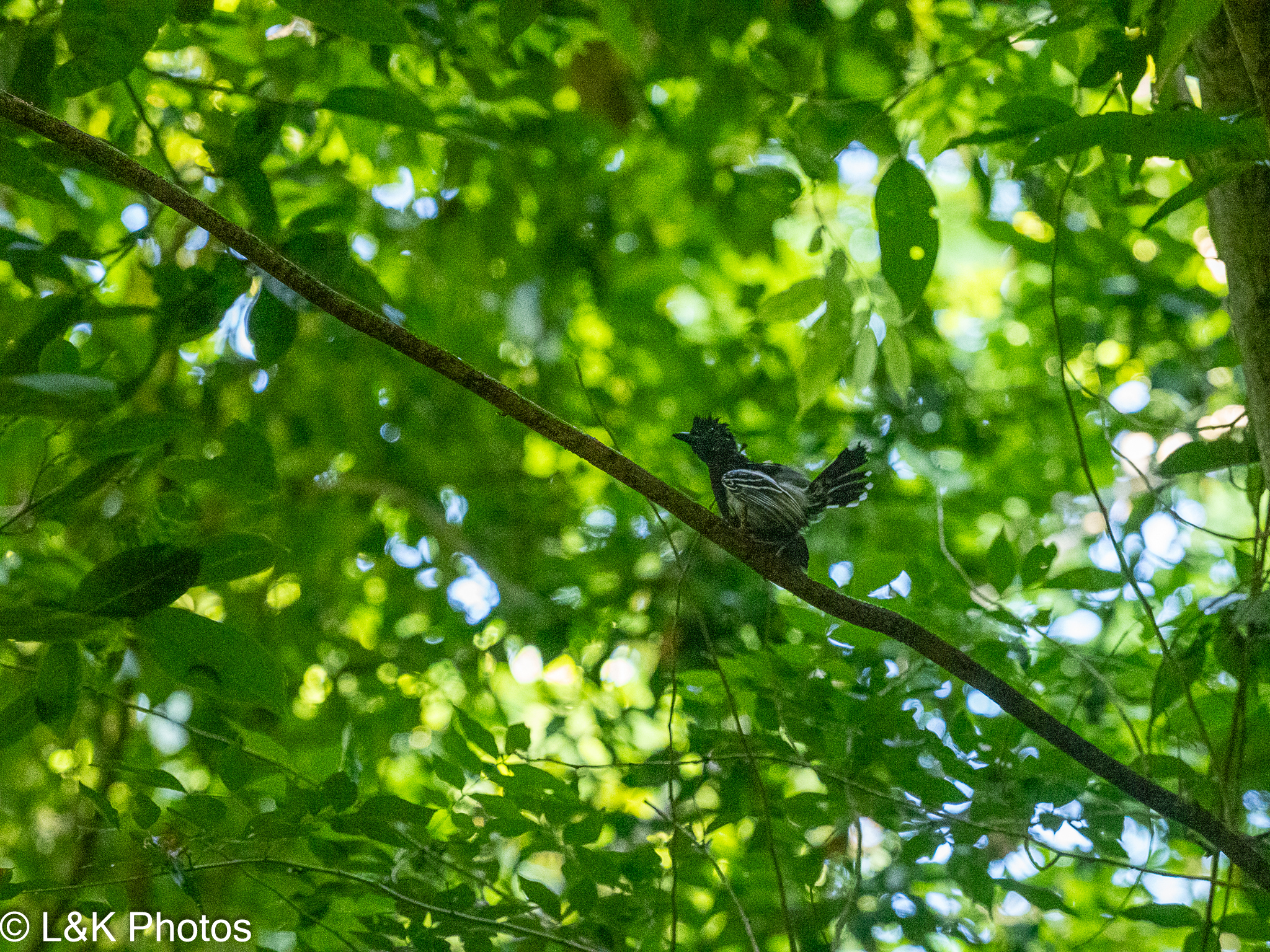 Black-backed Antshrike (Thamnophilus melanonotus), photo 4