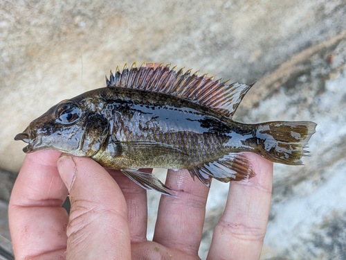 Sand-sifting cichlid (Mylochromis epichorialis) — Cichlidae — 4
