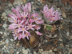 Haemanthus carneus