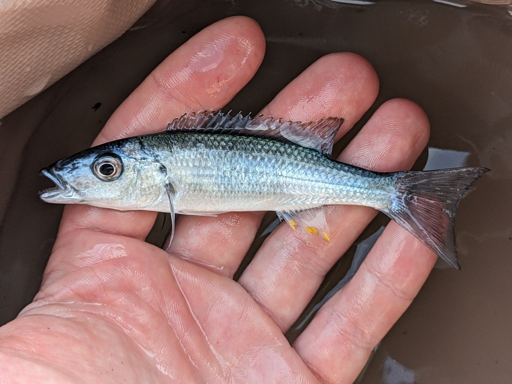 Tigerfish (Rhamphochromis longiceps) — Cichlidae