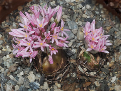 Haemanthus carneus