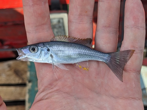 Tigerfish (Rhamphochromis longiceps) — Cichlidae — 2