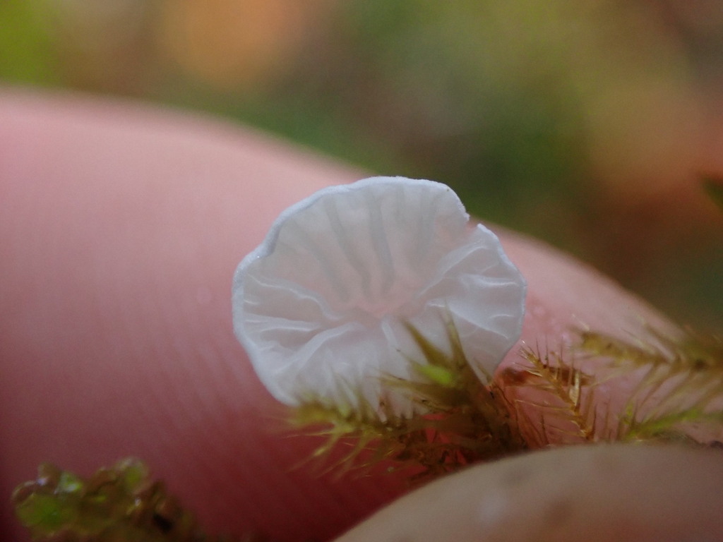Rimbachia bryophila · November 2025 · photo: © rambryum (iNaturalist, cc0)