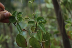 Valeriana clematitis