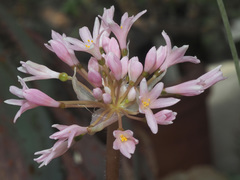 Haemanthus carneus