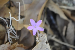Pseuderanthemum praecox