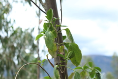 Valeriana clematitis