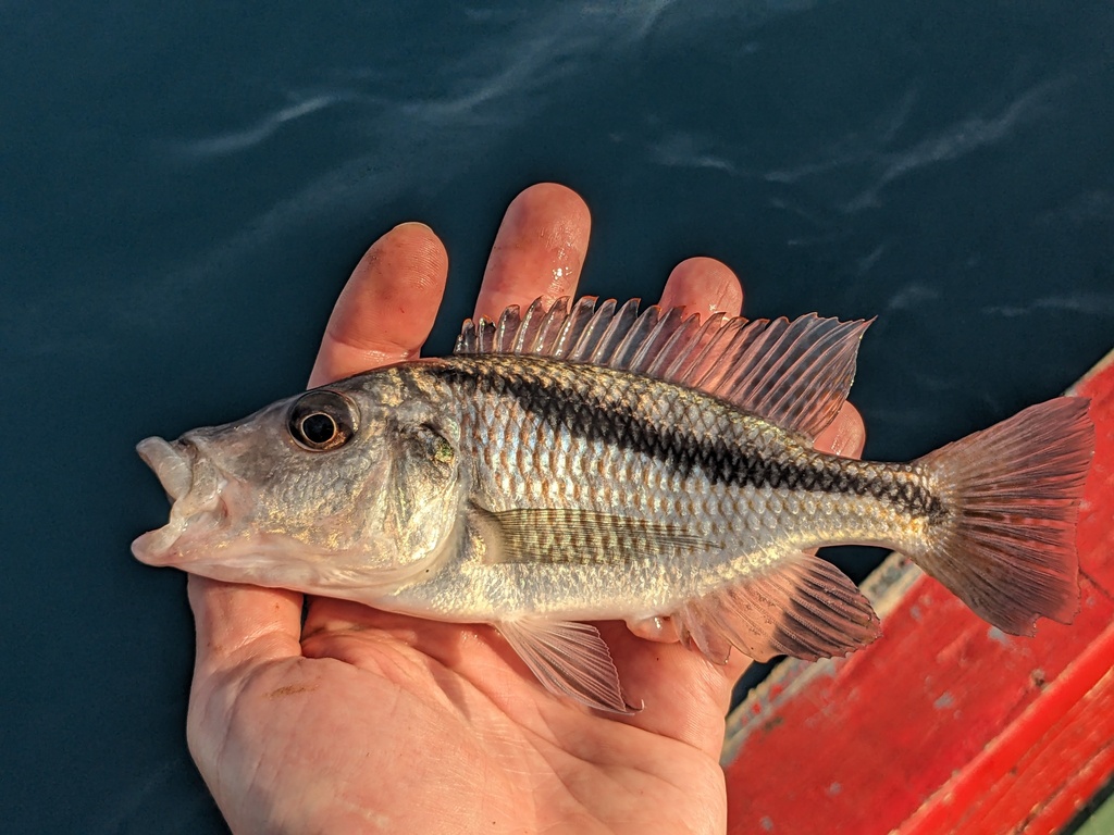 Sand-sifting cichlid (Mylochromis epichorialis) — Cichlidae