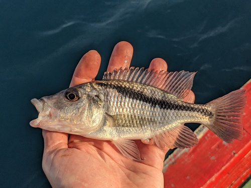 Sand-sifting cichlid (Mylochromis epichorialis) — Cichlidae