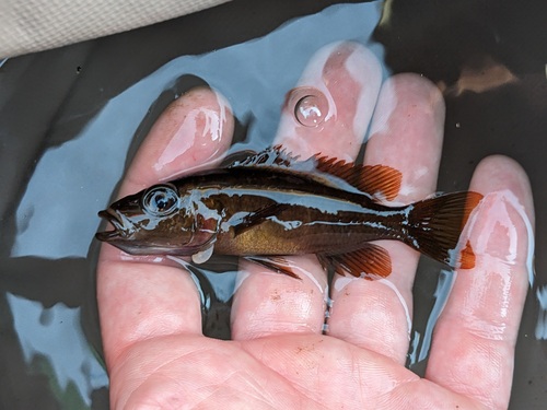Bescheiden hinderlaaghap (Stigmatochromis modestus) — Cichlidae