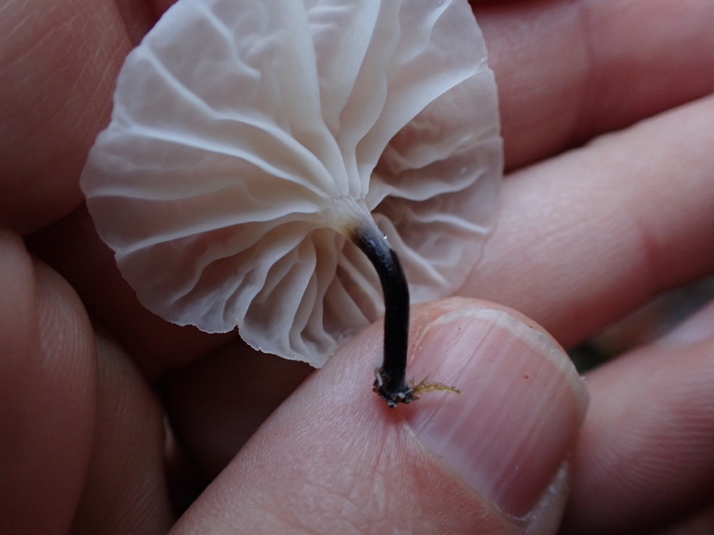 Marasmiellus sp. 'candidus-CA01' · November 2025 · photo: © rambryum (iNaturalist, cc0)
