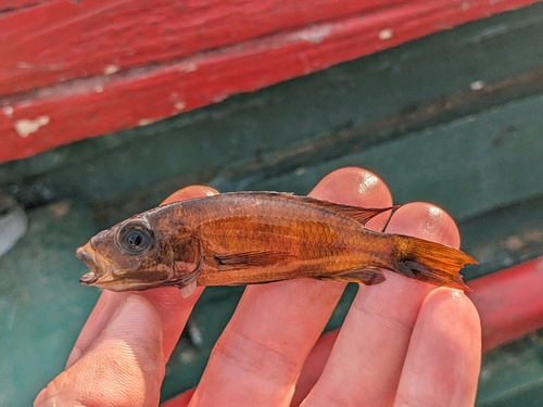 Stigmatochromis modestus — Cichlidae — 2