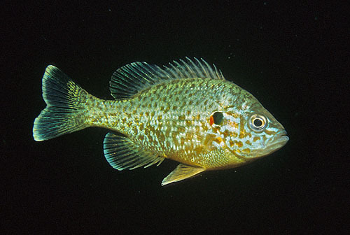 Pumpkinseed