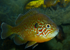 Pumpkinseed photo 2